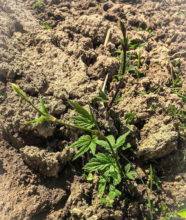 First of our new plants to pop up ! .
This is a German variety called Magnum.. it is commonly used in Pale Ales and Lagers. It has a clean bitter and citrus flavor. .
.
.
#hops #hopfarm #agriculture #beer #entrepreneurship #ohiobeer #craftbeer