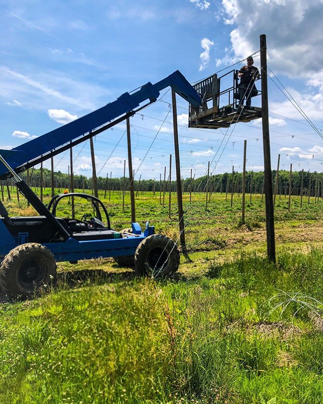 Trellis Repair Day. 🛠
.
.
.
#hops #hopfarm #craftbeer #ohiobeer #croatian #entrepreneurship #agriculture #breakingstuff #fixingstuff