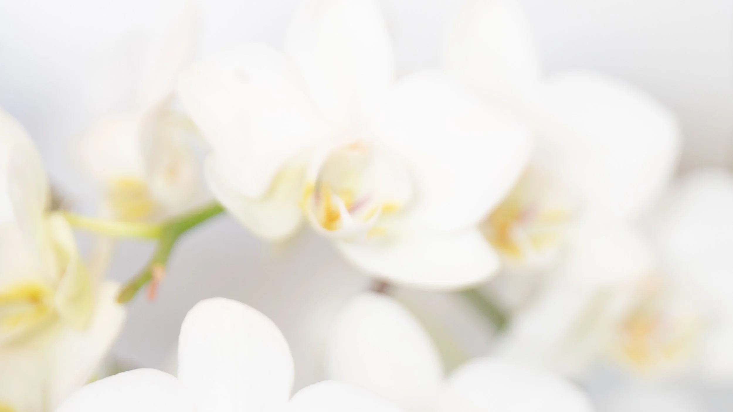 Banner orchid.jpg