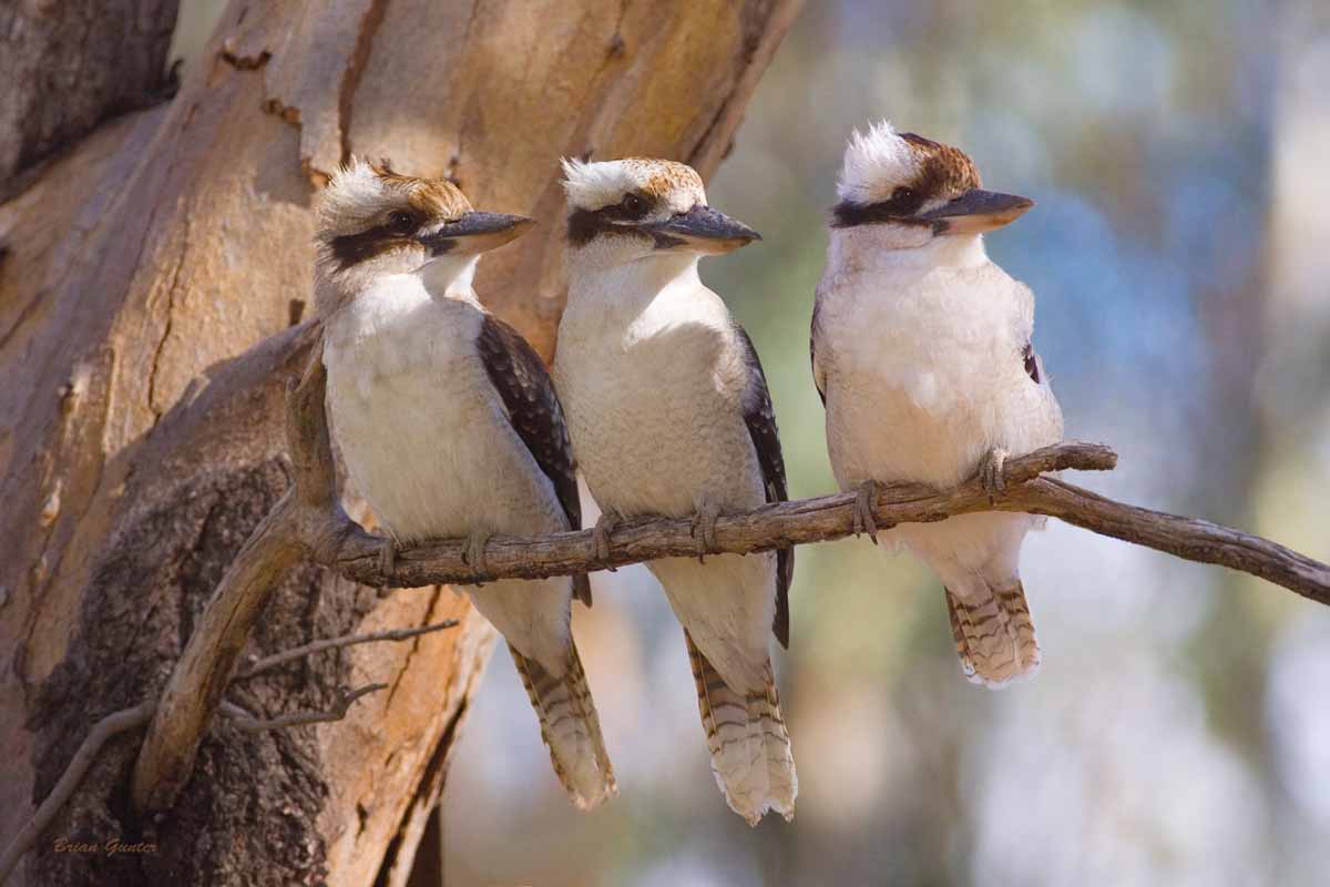 three-kookaburras.jpg
