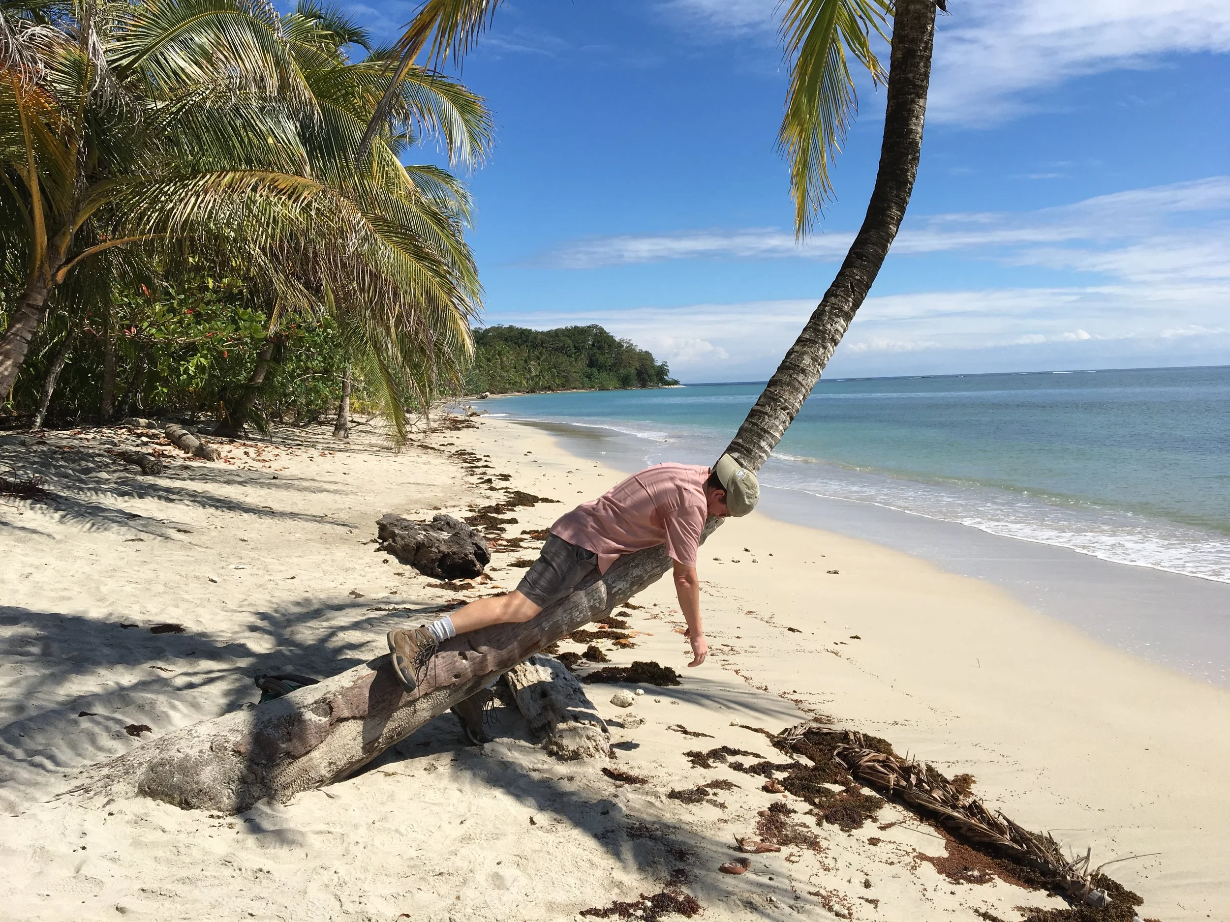 Parrotts of the Caribbean II