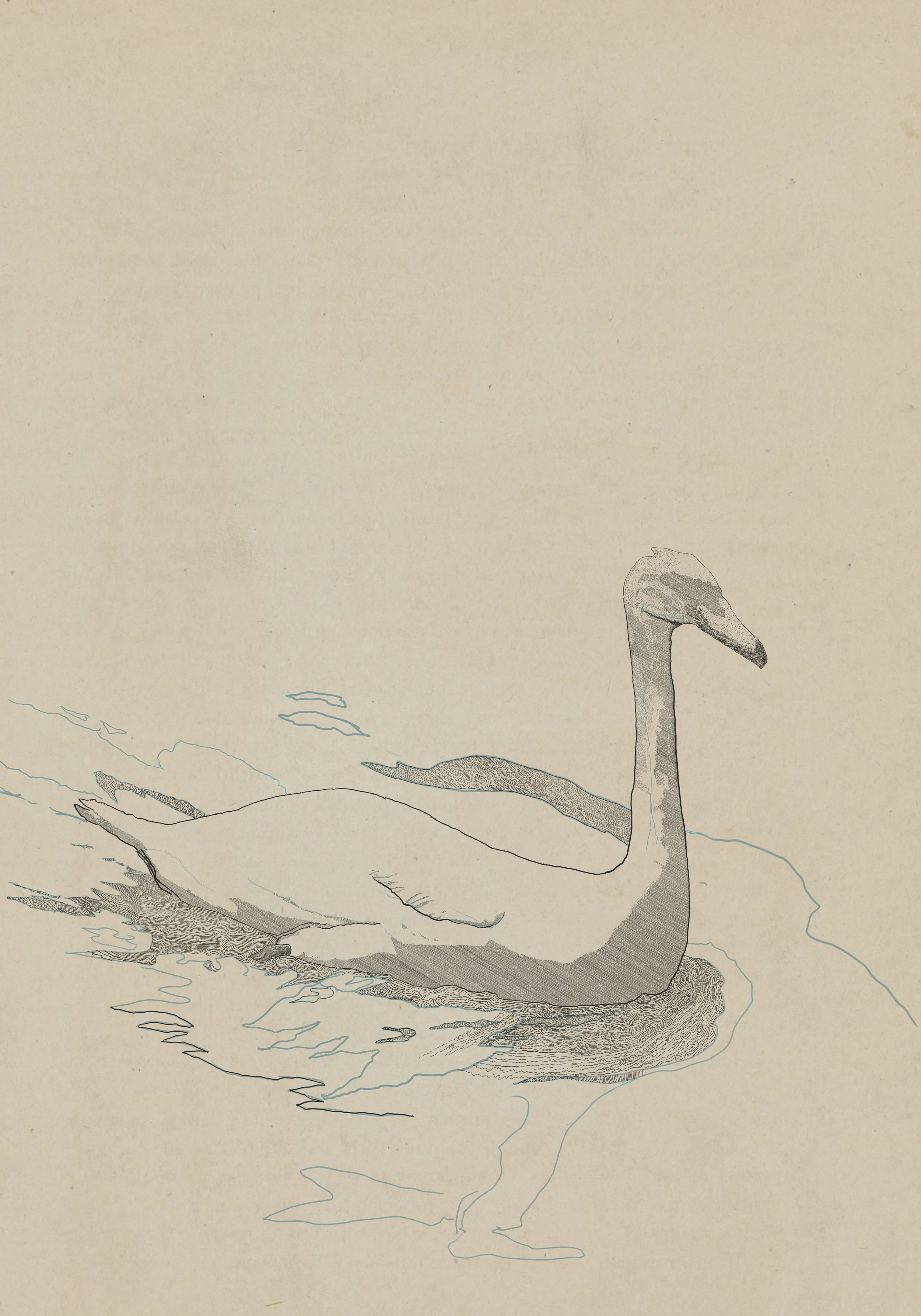 Swan rough 1.jpeg