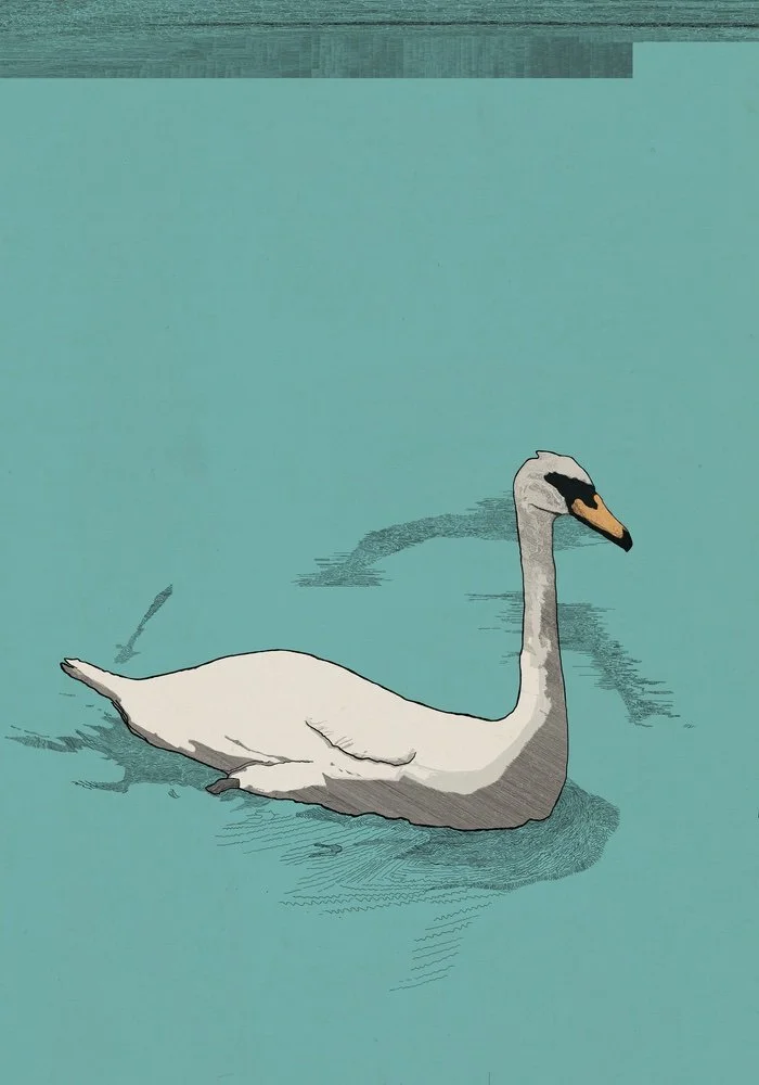 Swan_001 small.jpeg