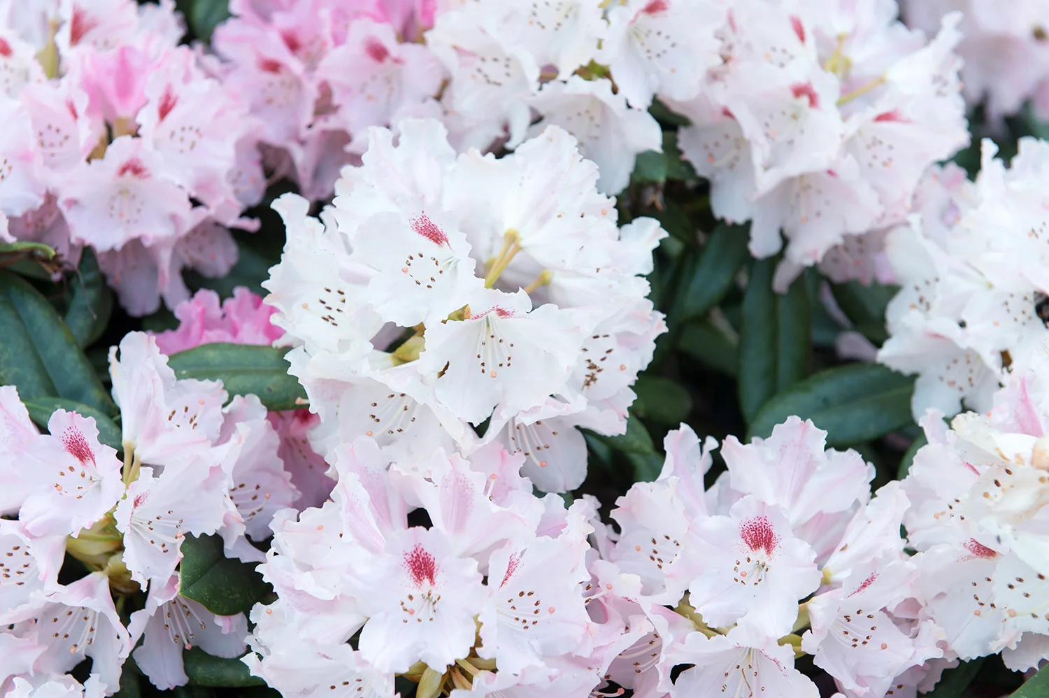 rhododendron-gesellschaft18.jpg