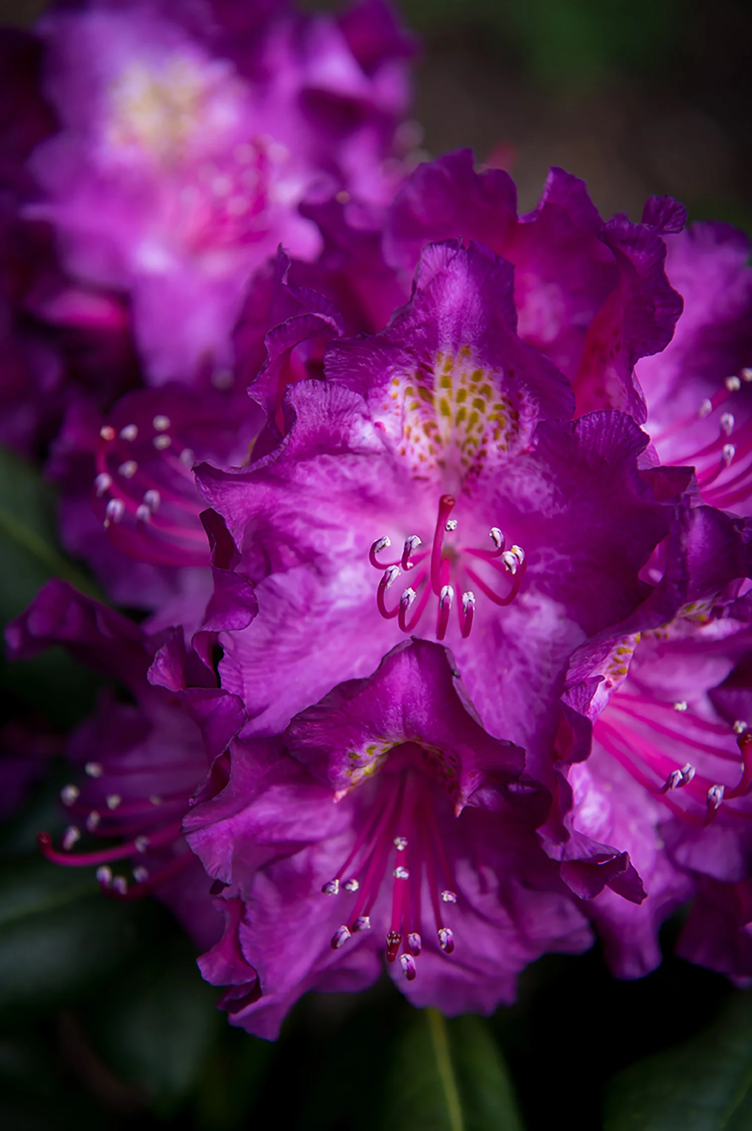 Deutsche Rhododendron-Gesellschaft e.V.