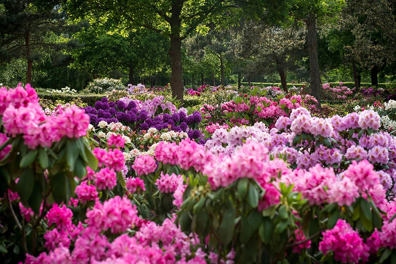 rhododendron-gesellschaft19.jpg