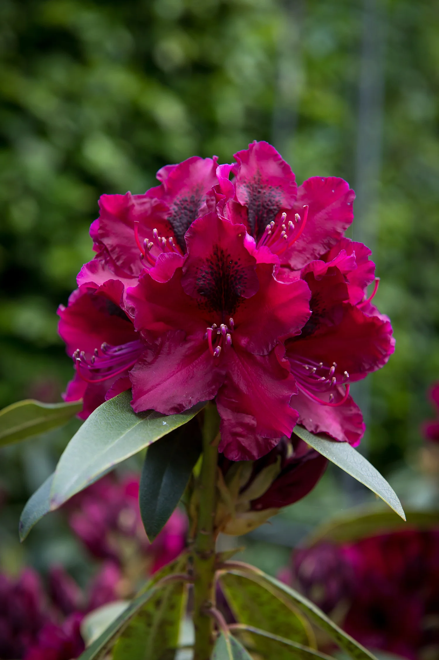 Deutsche Rhododendron-Gesellschaft e.V.