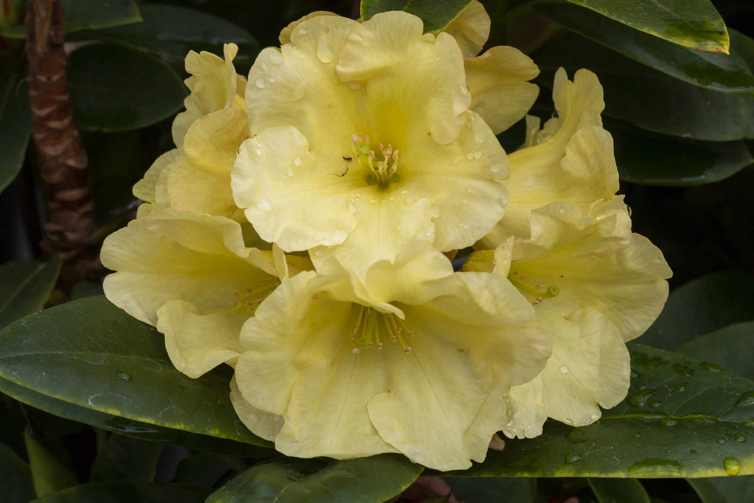 Rh. 'Junigold'
