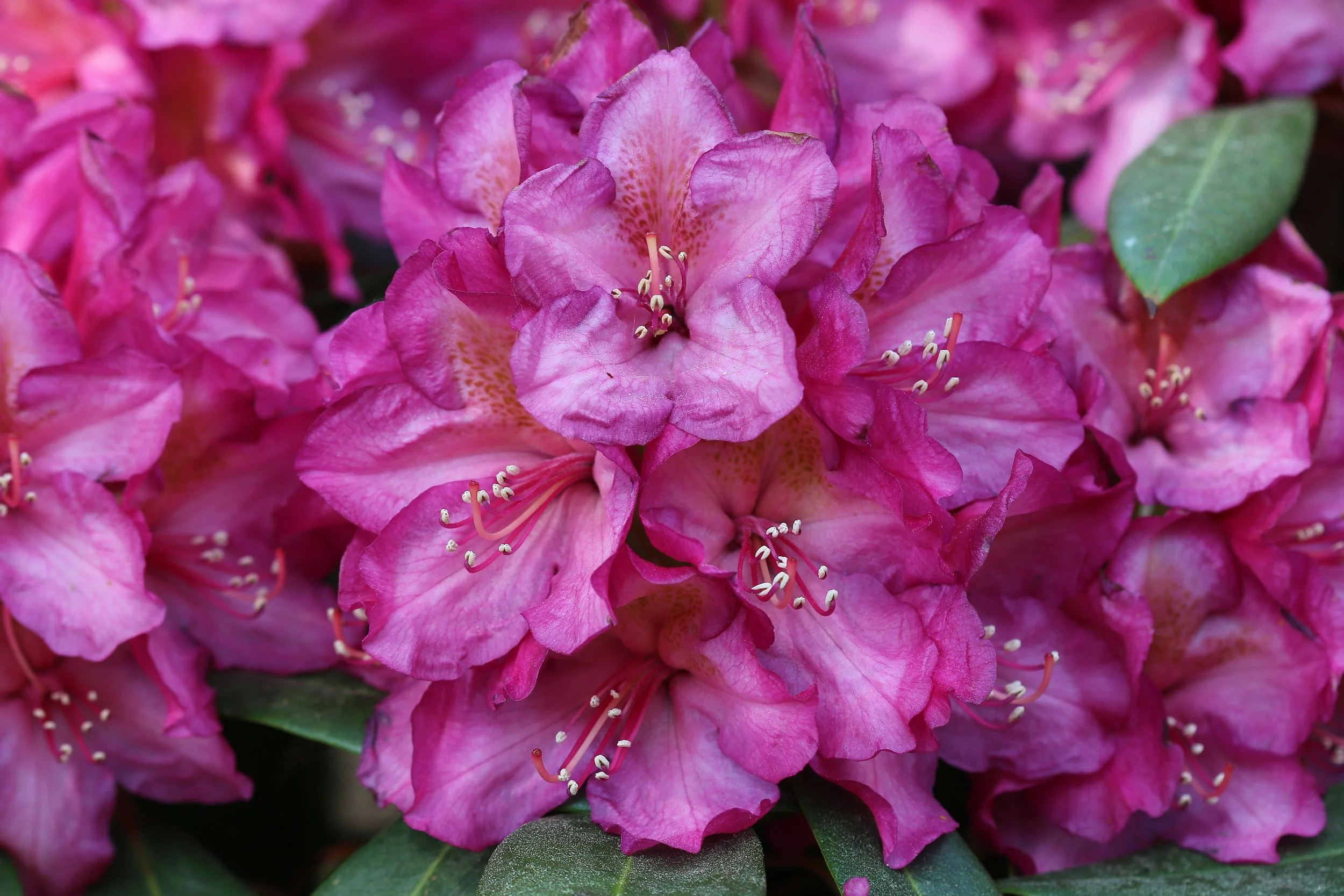 Rh. 'Cuyabeno'