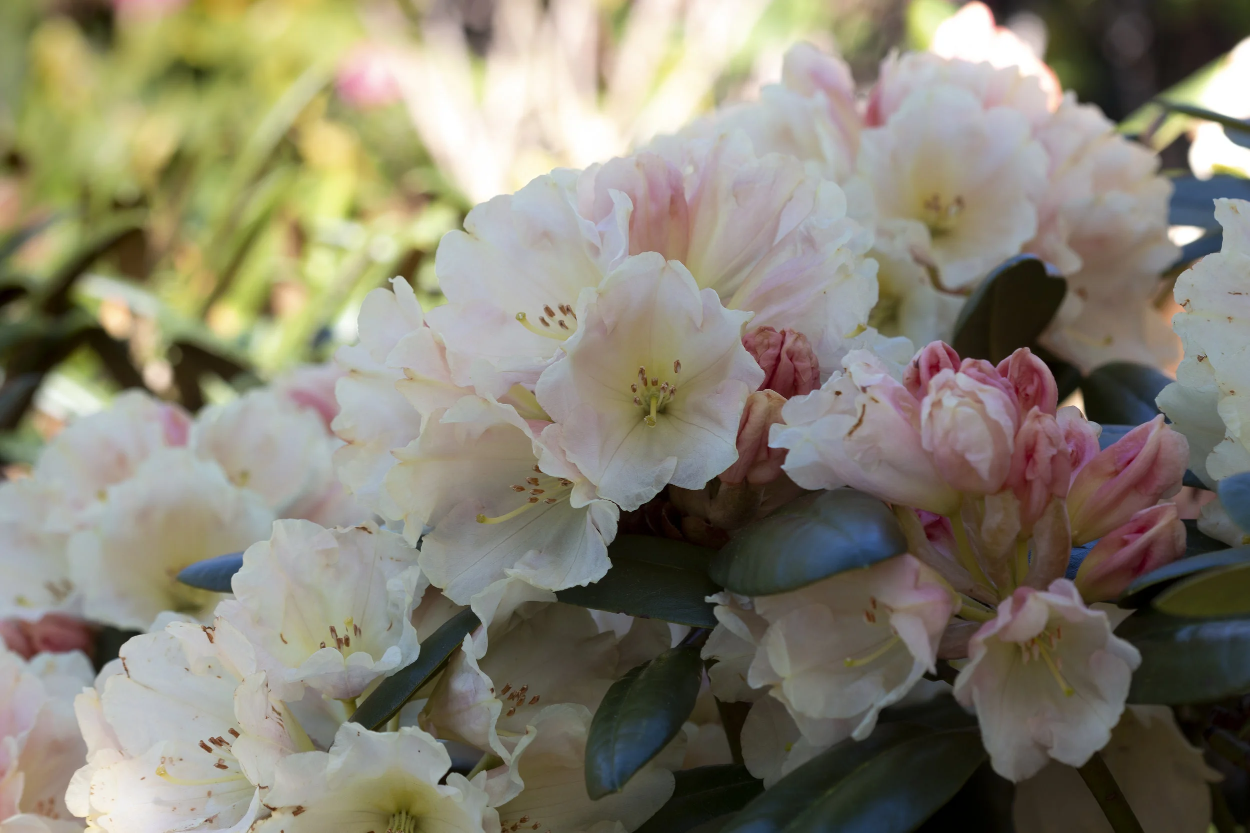 Rh. 'Agneta'