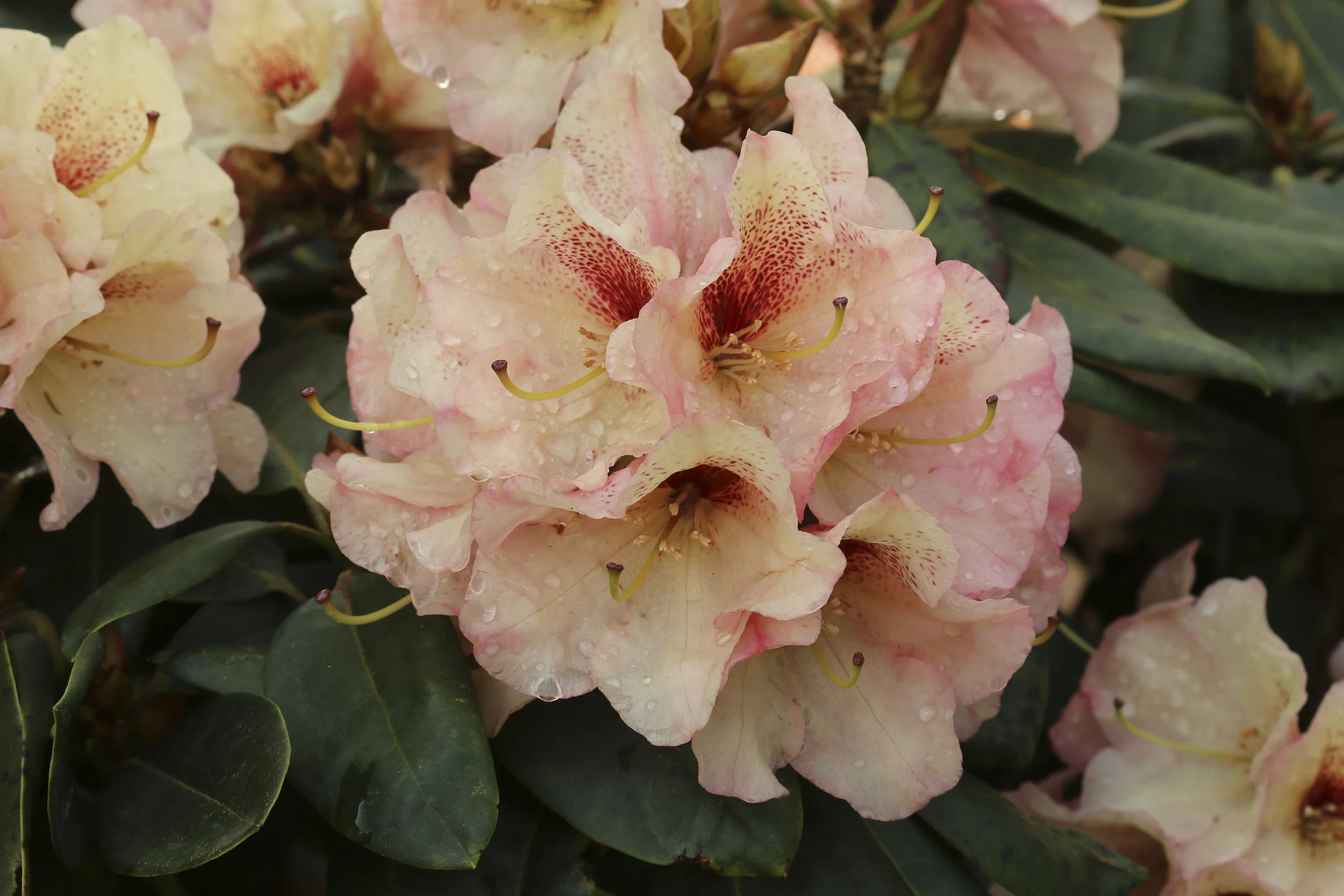 Rh. 'Dancefloor'