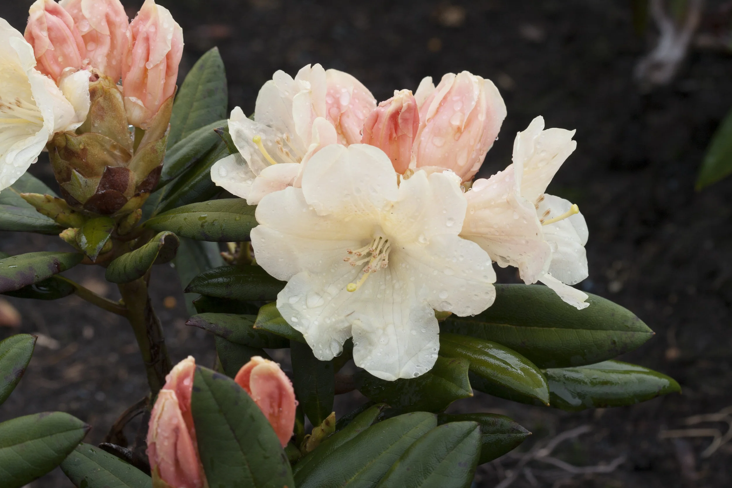 Rh. 'Dodori'