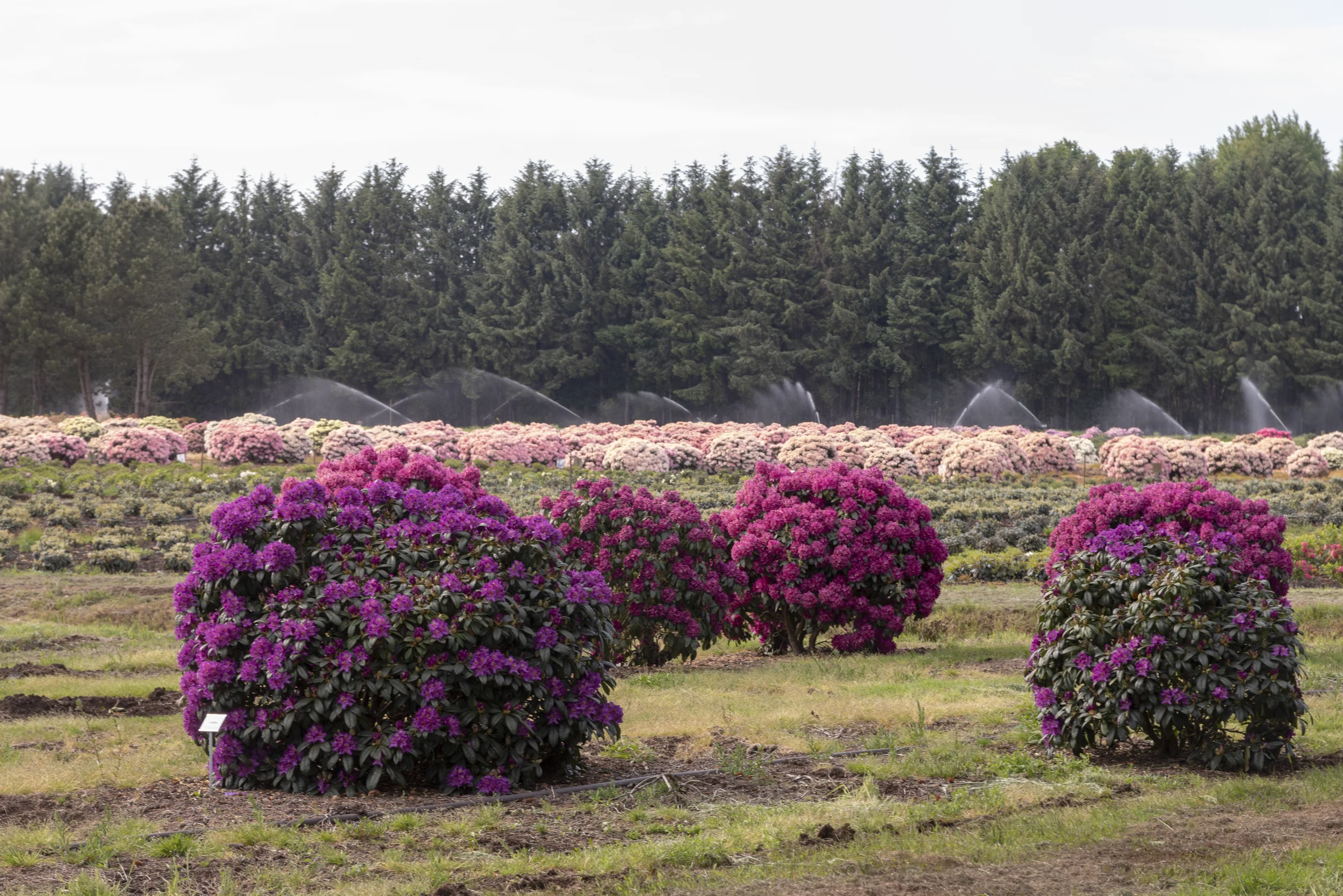 rhododendron spritzmittel Rhododendron Dünger flüssig 500ml - 10 L
