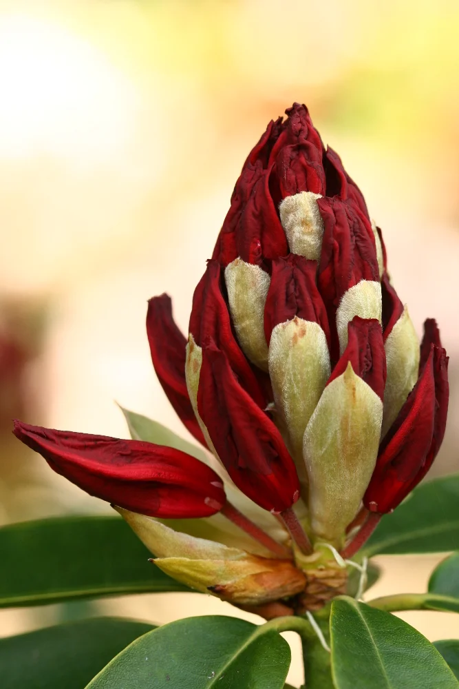 Ziel: Rhododendron zur Blüte bringen!