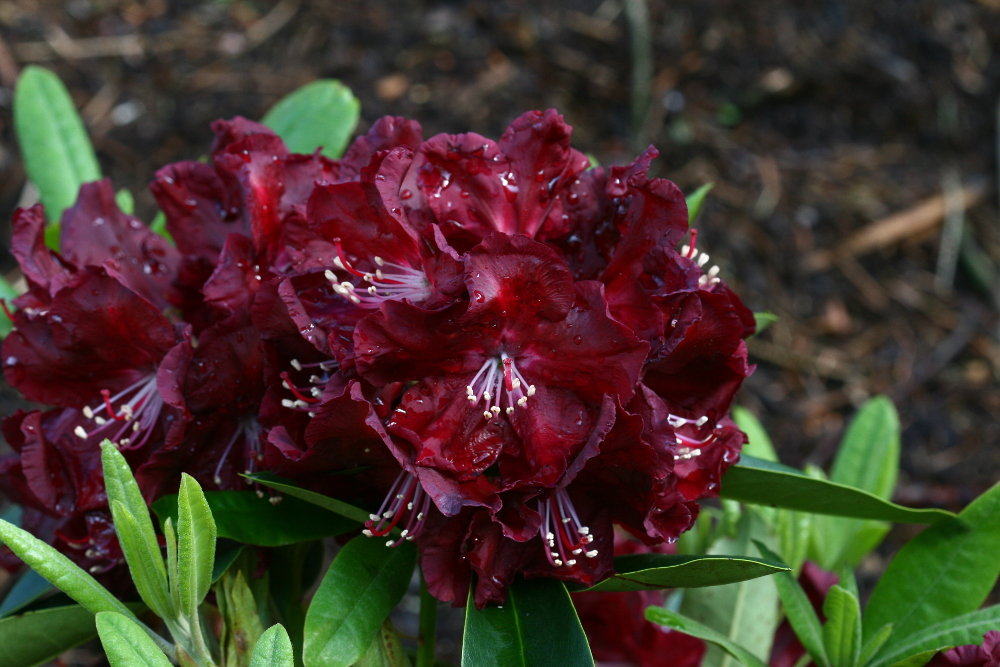 Rh. 'Anna Netrebko'