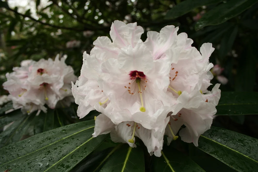 Rh. 'Calfort Bounty'