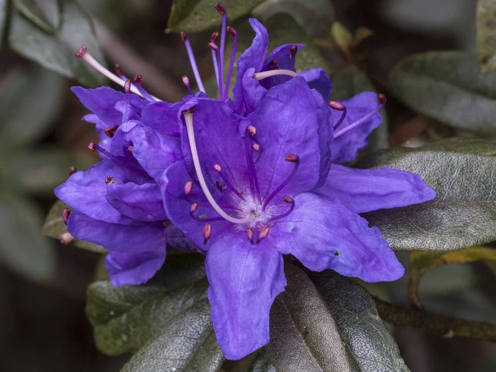 Rhododendron  Deutsche Rhododendron-Gesellschaft e.V.