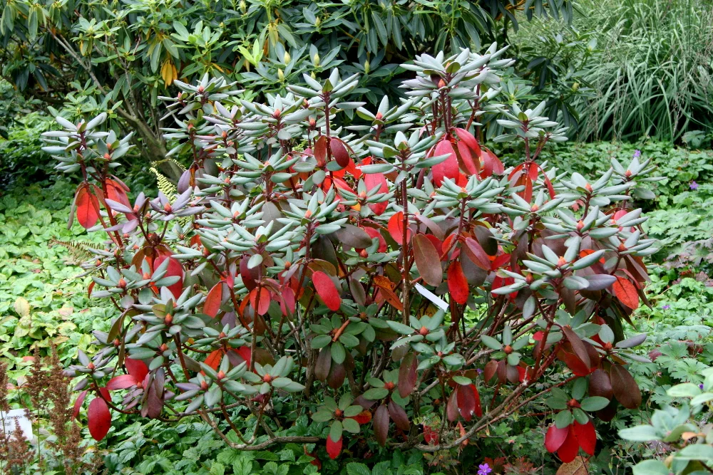 Rh. 'Winterpurpur' mit spektakulärer Herbstfärbung