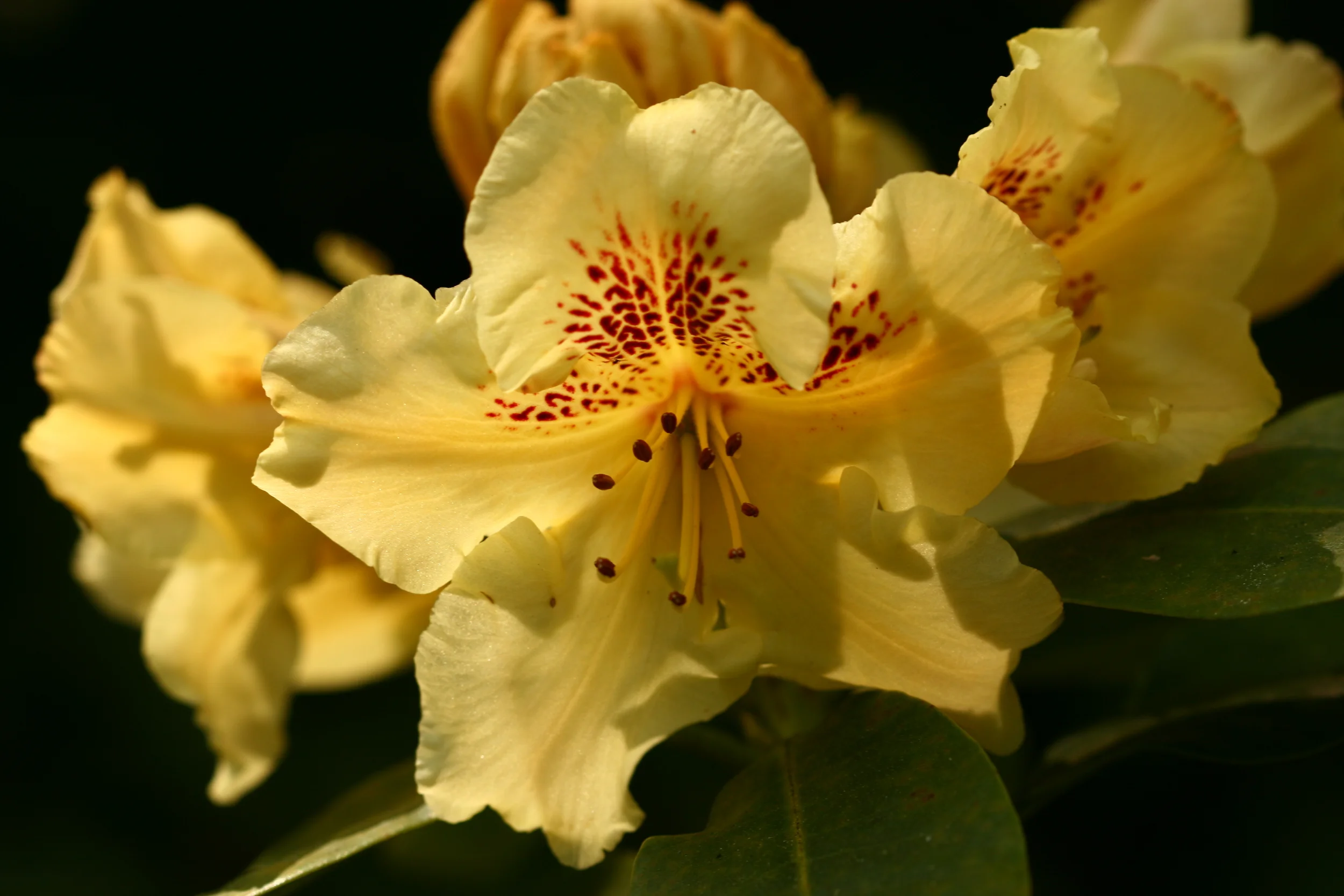 Wissenswertes  Deutsche Rhododendron-Gesellschaft e.V.