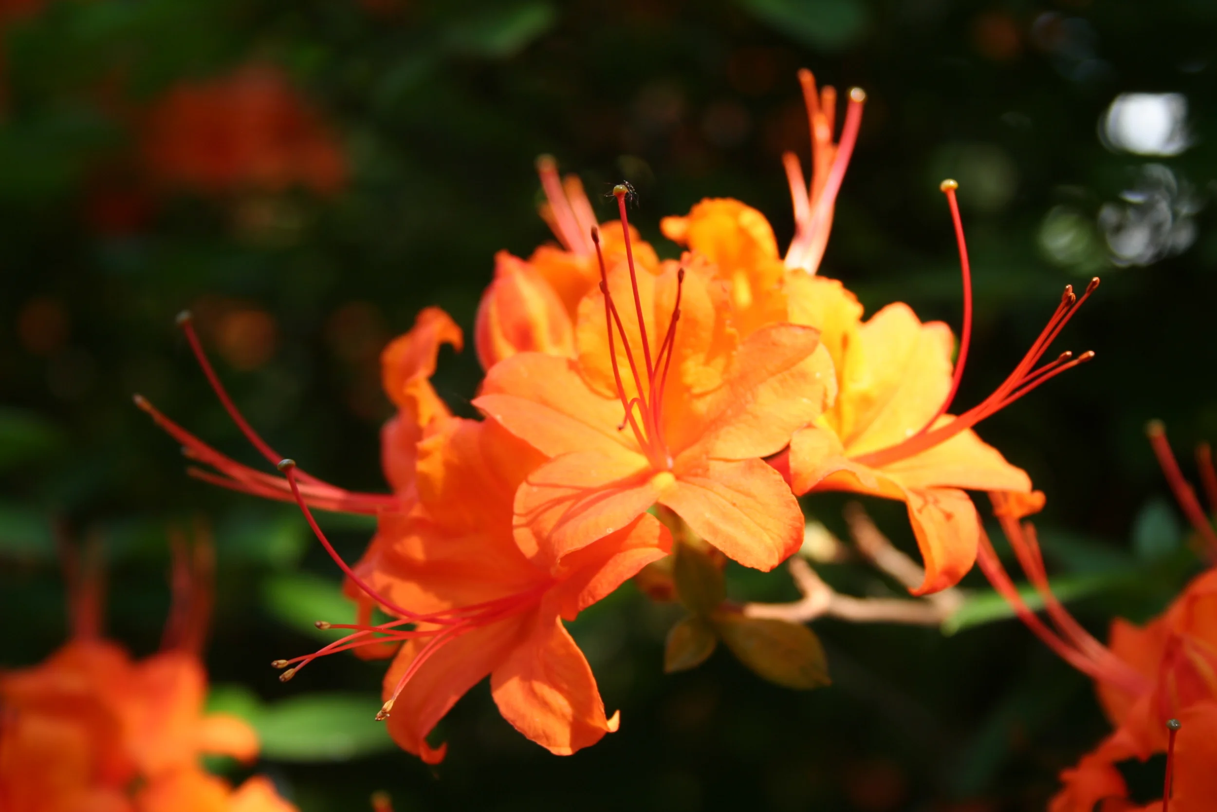 Coccinea_Speciosa.jpg