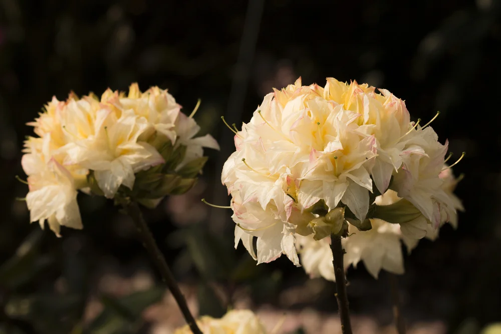 Rh. ‘Ben Cruachan’