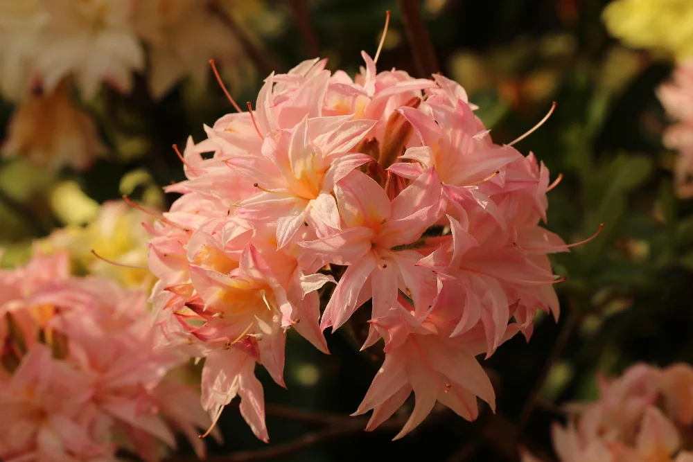 Rh. ‘Ben Lomond’