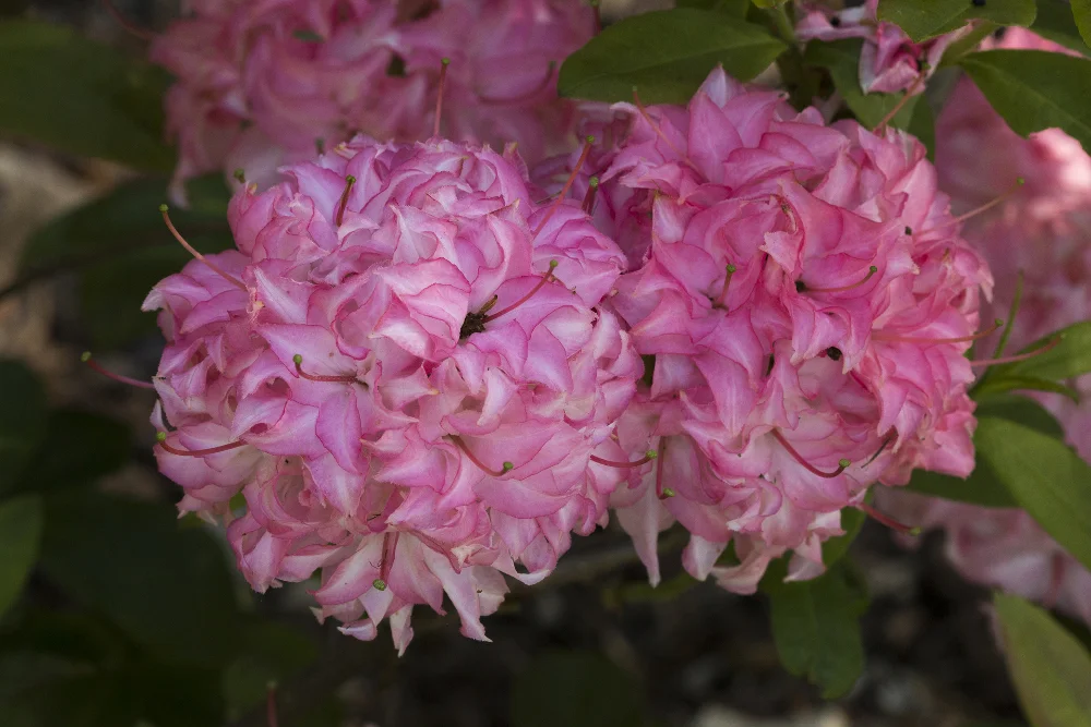 Rh. ‘Wedding Bouquet’