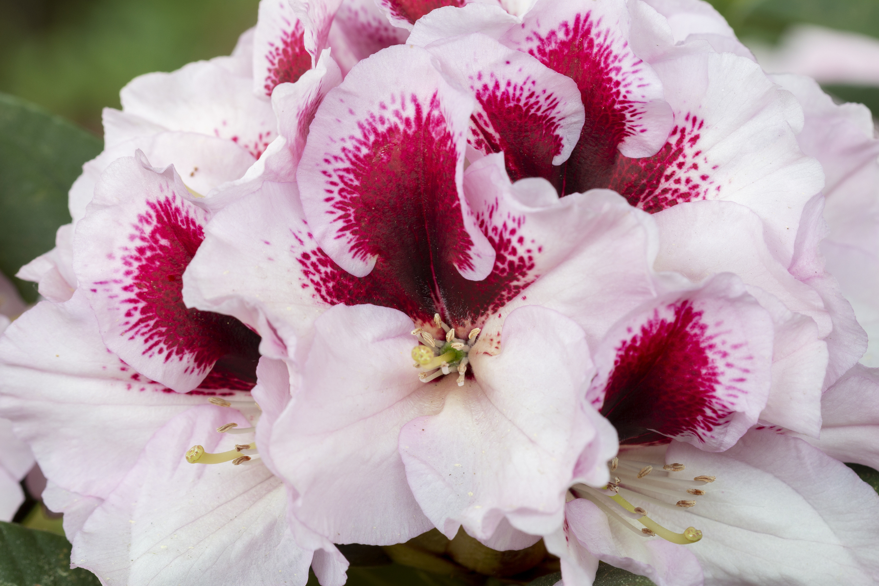 Aktuelle Meldungen - Deutsche Rhododendron Gesellschaft e.V.  Deutsche  Rhododendron-Gesellschaft e.V.