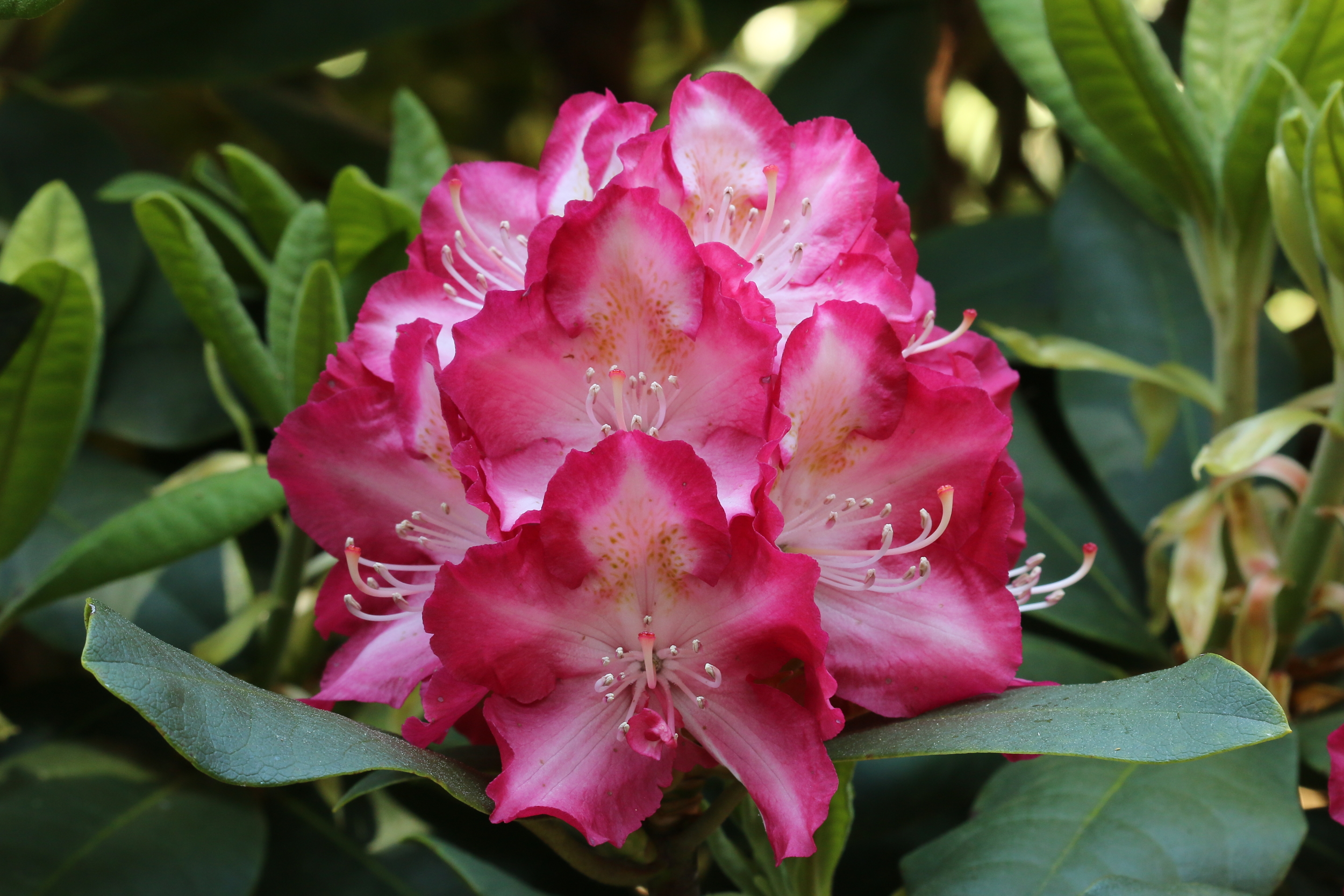 rhododendron erde sauer Azaleenerde Bio 5 L - Saure Erde mit 20% weniger Torf für Moorbeetpflanzen main image 1