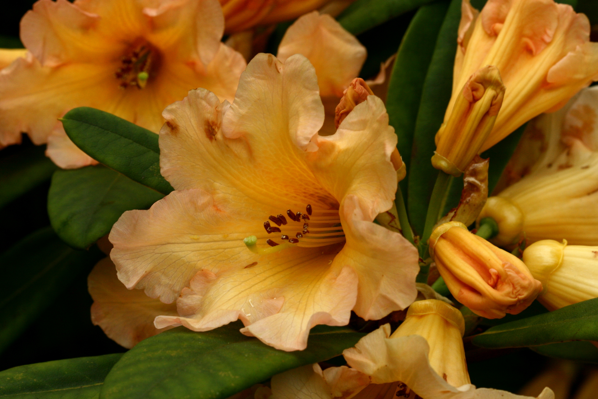 Wissenswertes  Deutsche Rhododendron-Gesellschaft e.V.