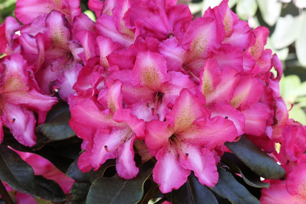 Rh. ‘Hesse’s Leonie’