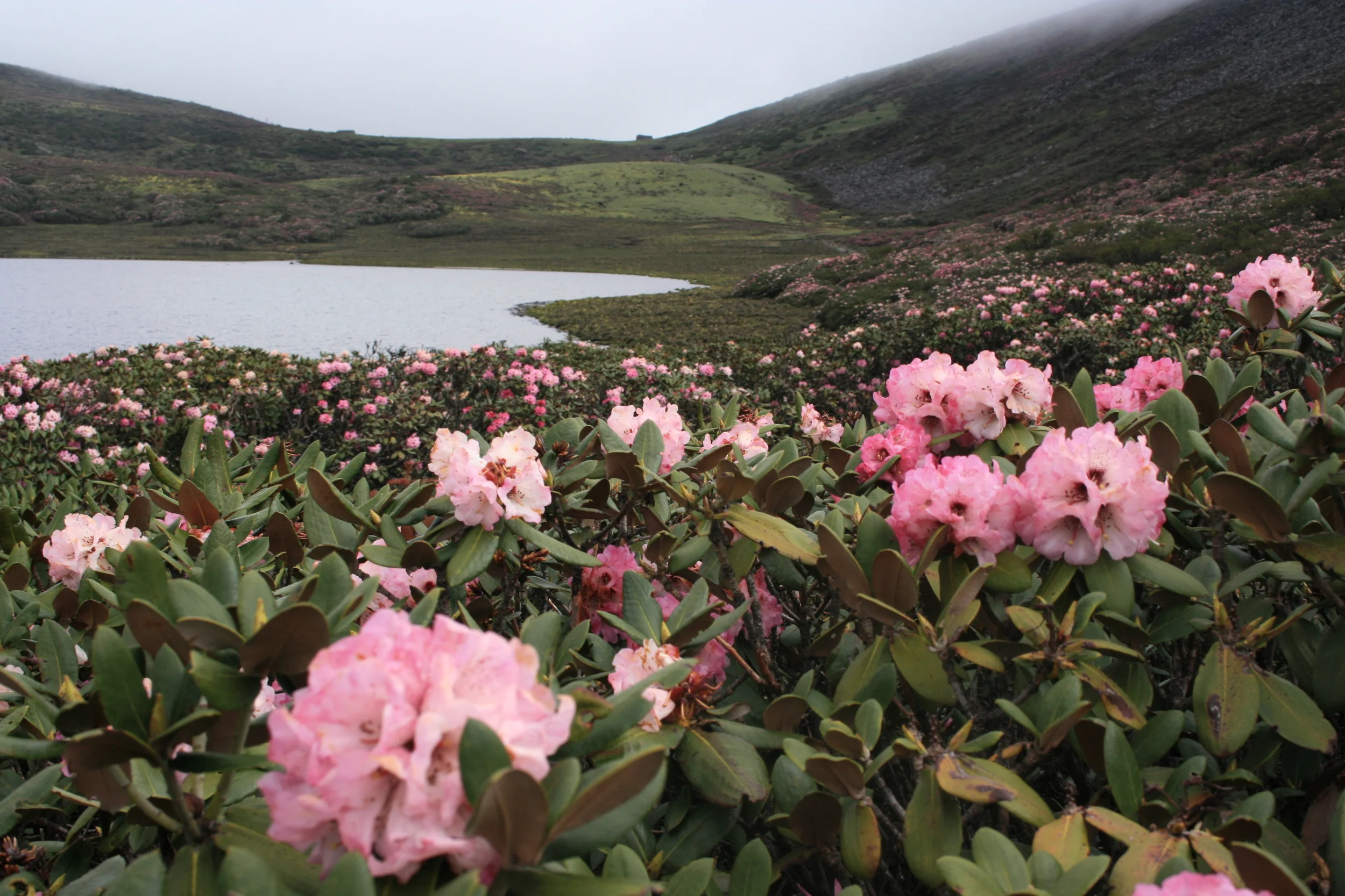 Rhododendron  Deutsche Rhododendron-Gesellschaft e.V.