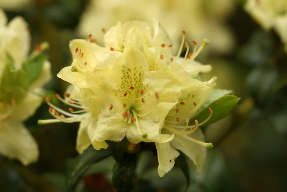Rh. ambiguum