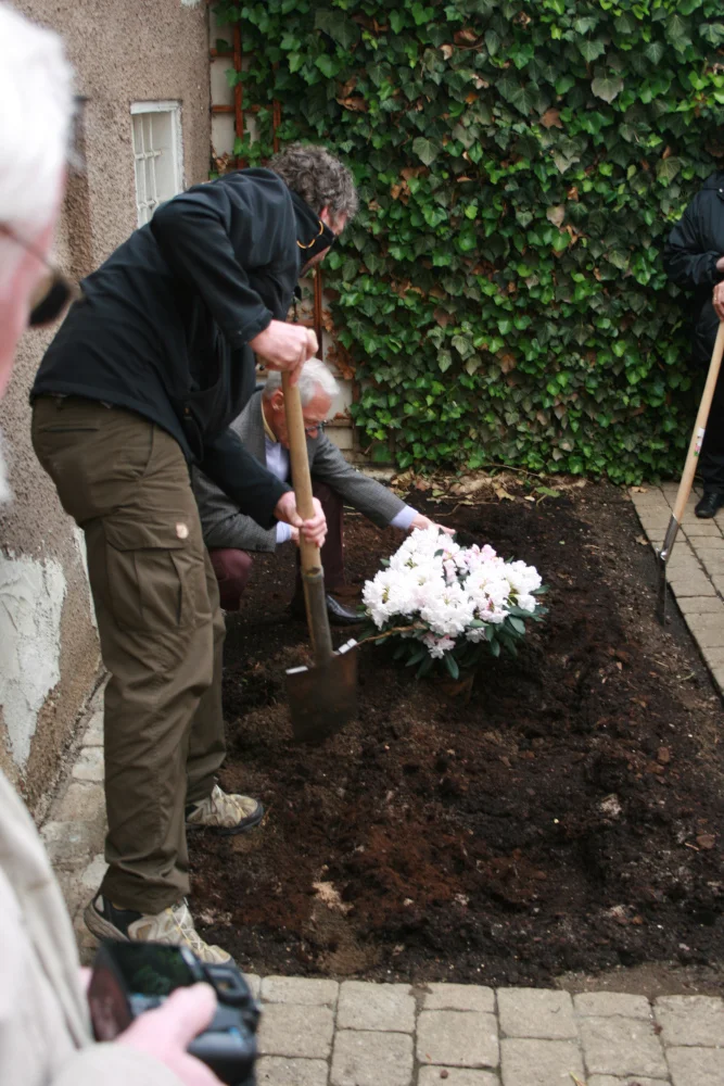 Rhododendron ‘Weißenburg’: Pflanzaktion in Weißenburg.