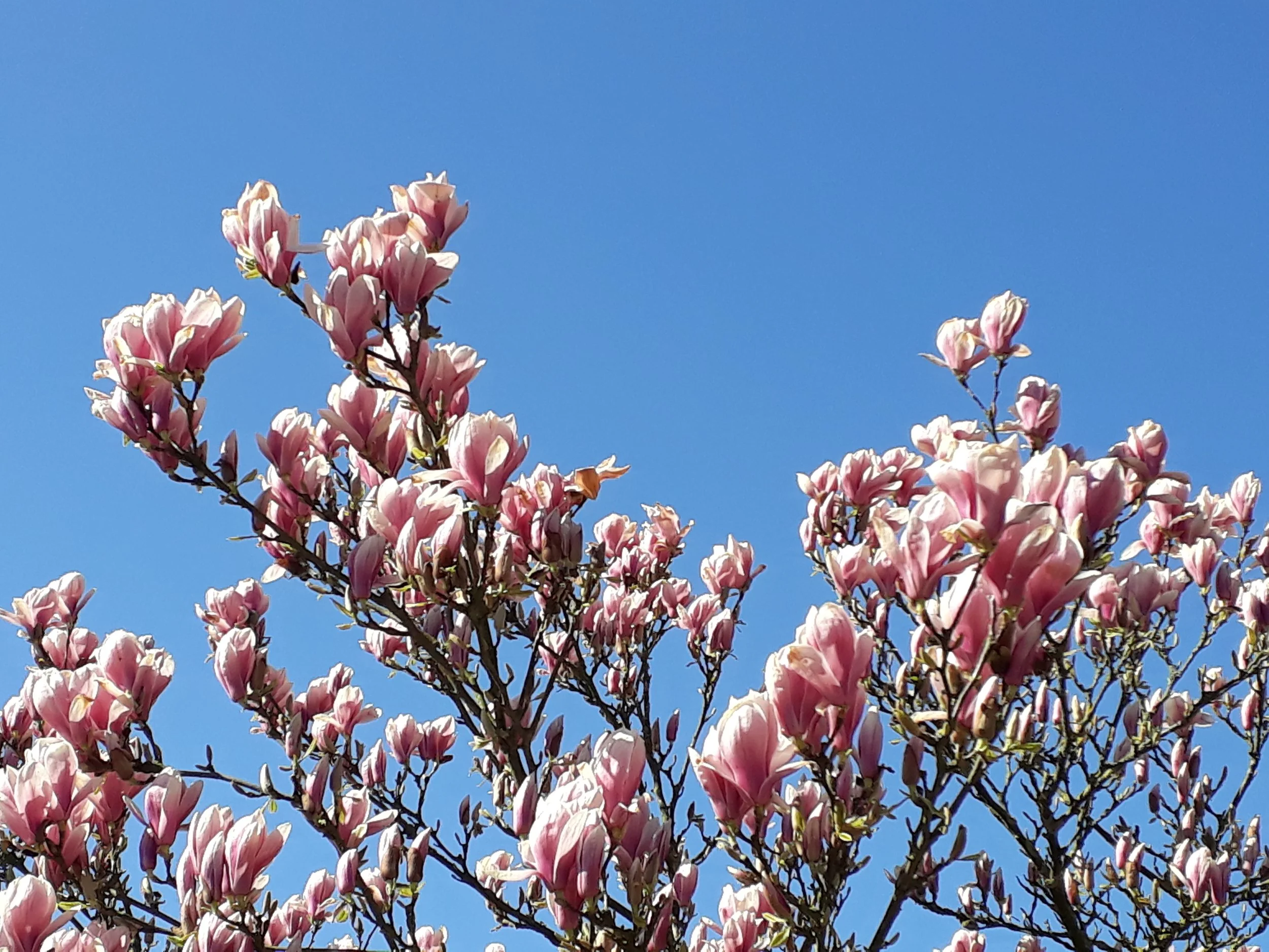 Führung: Frühlingsblüten von Rhododendron, Magnolien und anderen Frühblühern