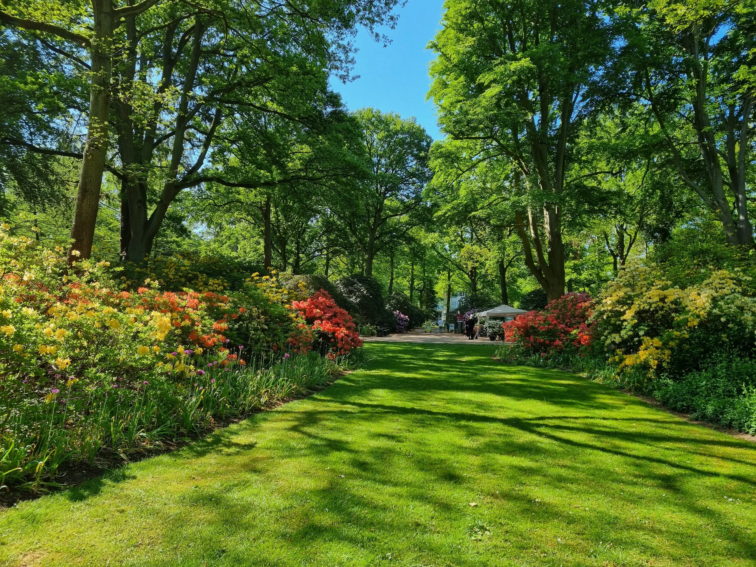 Führung: Hauptblüte der Rhododendron und Azaleen