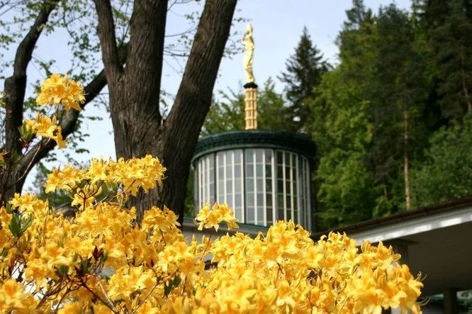 6. Rhododendron-Fest Bad Elster