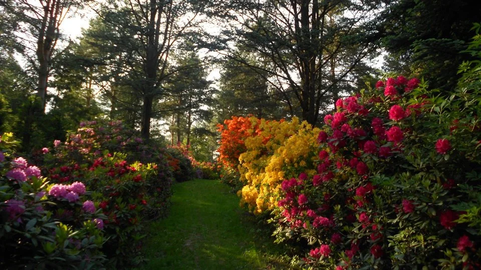 15. Karlsbader Rhododendrontage 2025 - im Park Jansen