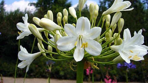 Agapanthus im Park der Gärten