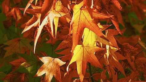 Sonderöffnung: Herbstimpressionen im Park der Gärten