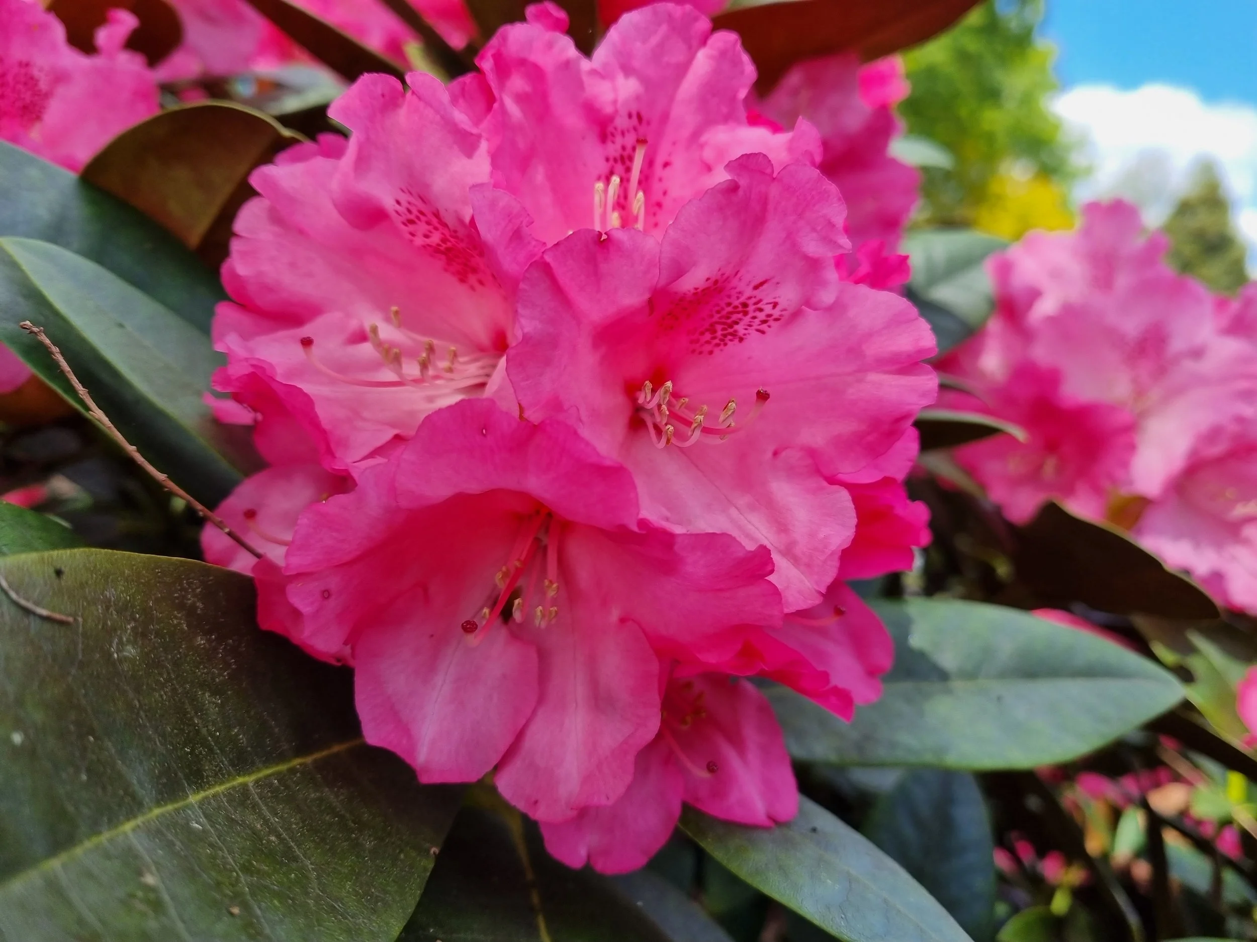 Treffen der Deutschen Genbank Rhododendron