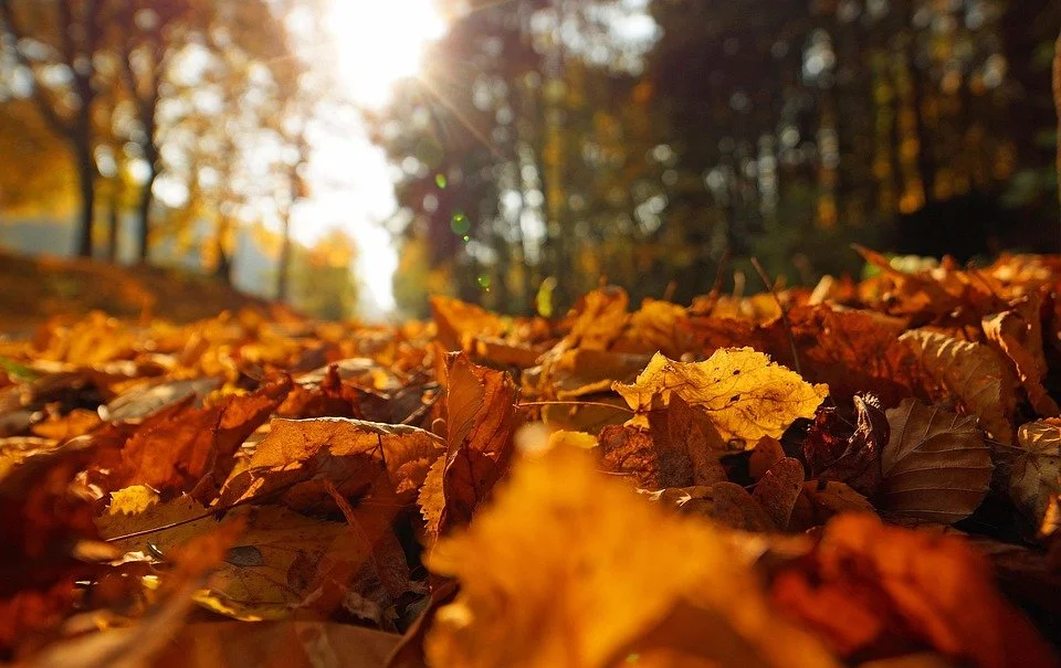 Führung: Indian Summer im Forstbotanischen Garten Tharandt