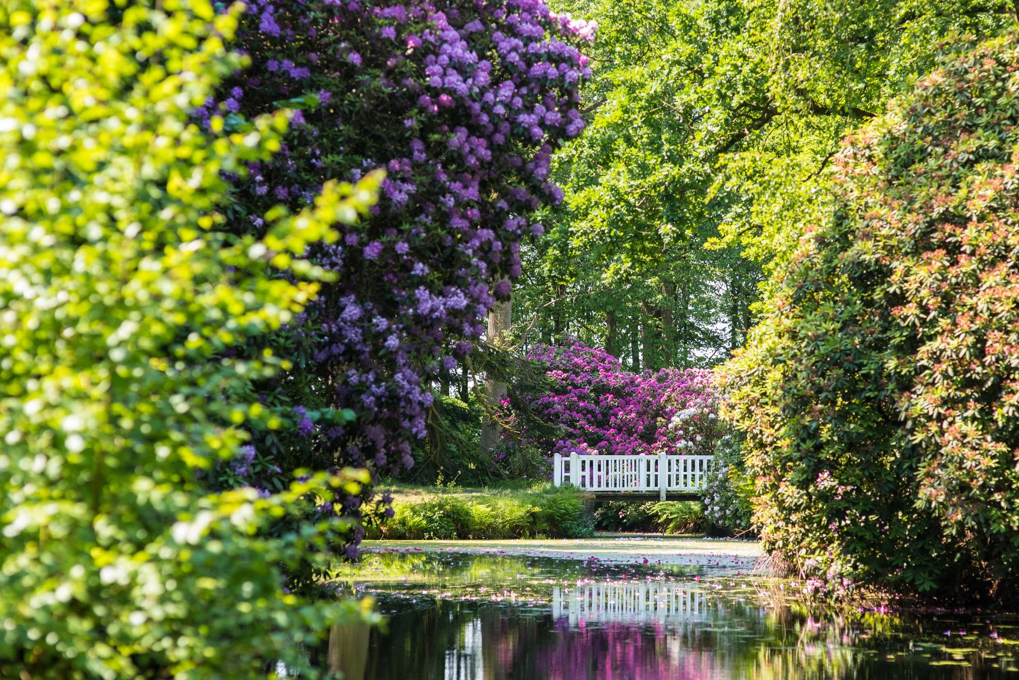 Führung: Genter Azaleen und historische Rhododendron-Sorten im Schlosspark Lütetsburg