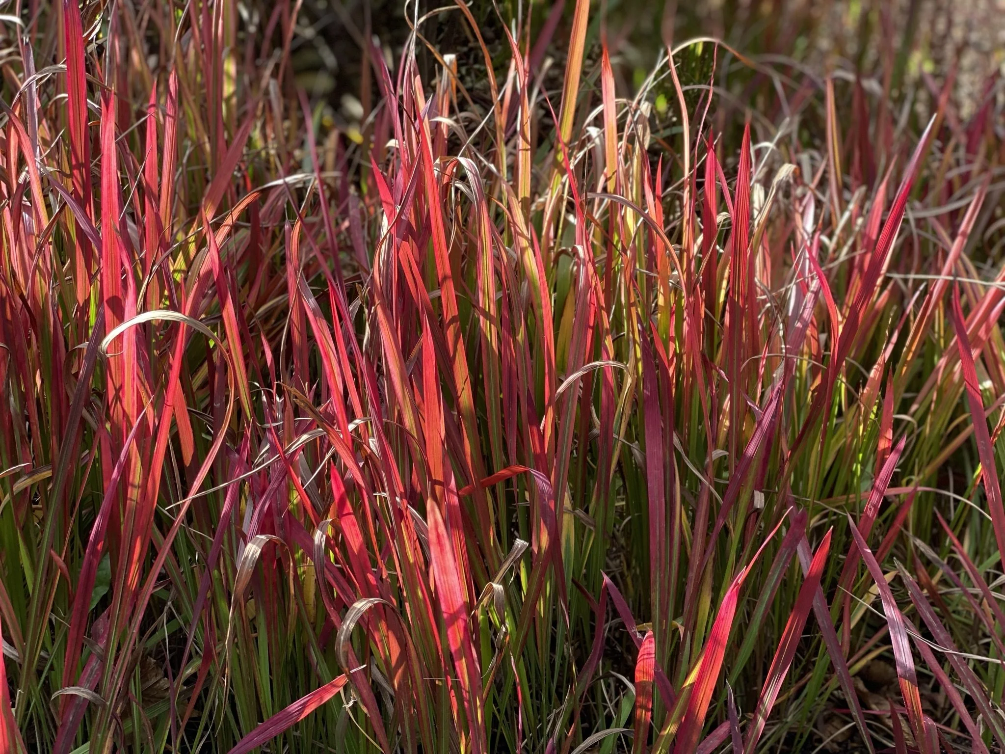 Führung: Herbstfärbung der Gräser und Gehölze