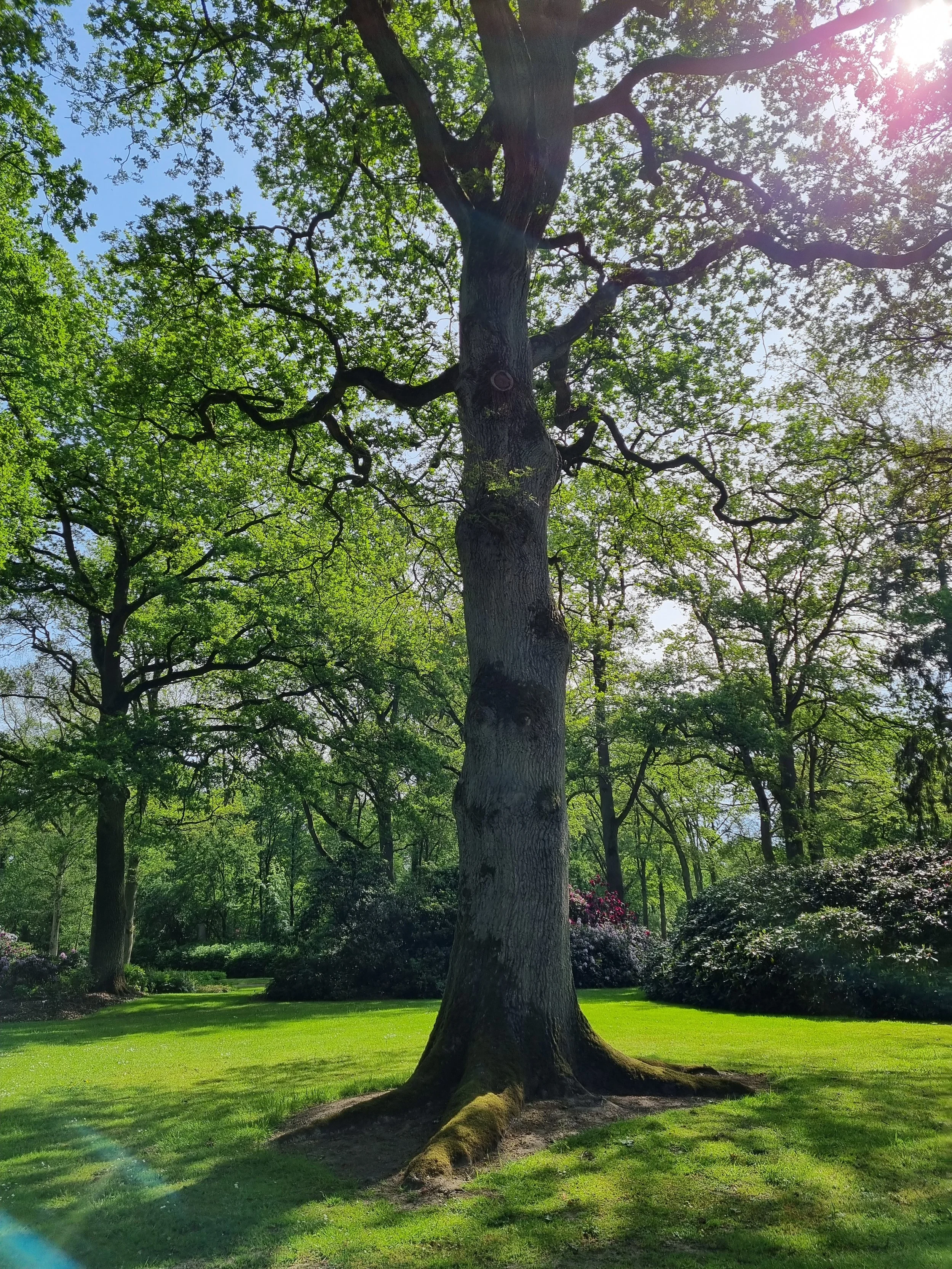 Führung: Alte und seltene Gehölze im Allmers-Park