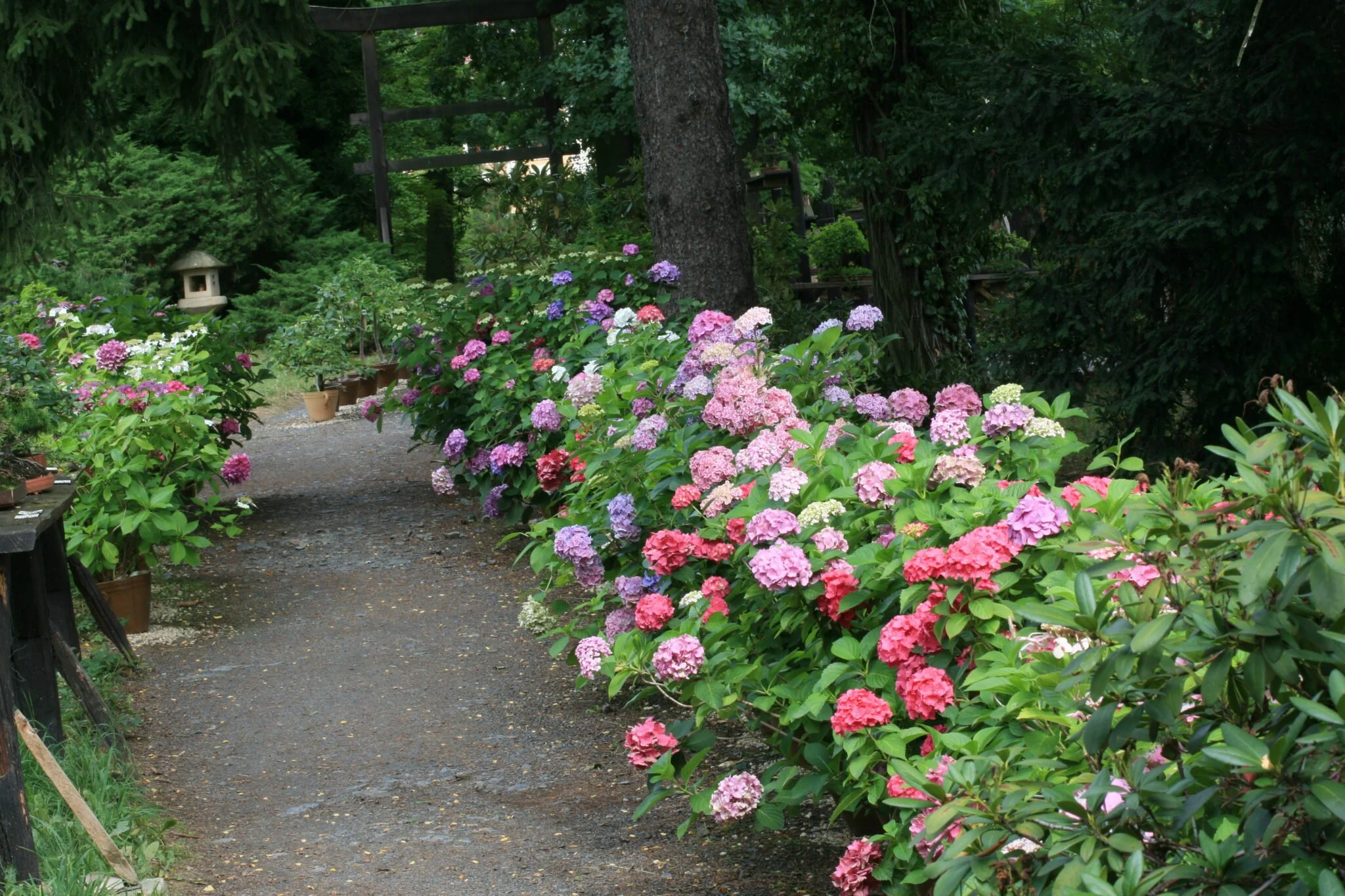 Hortensien – die große Sommerblüte im Park