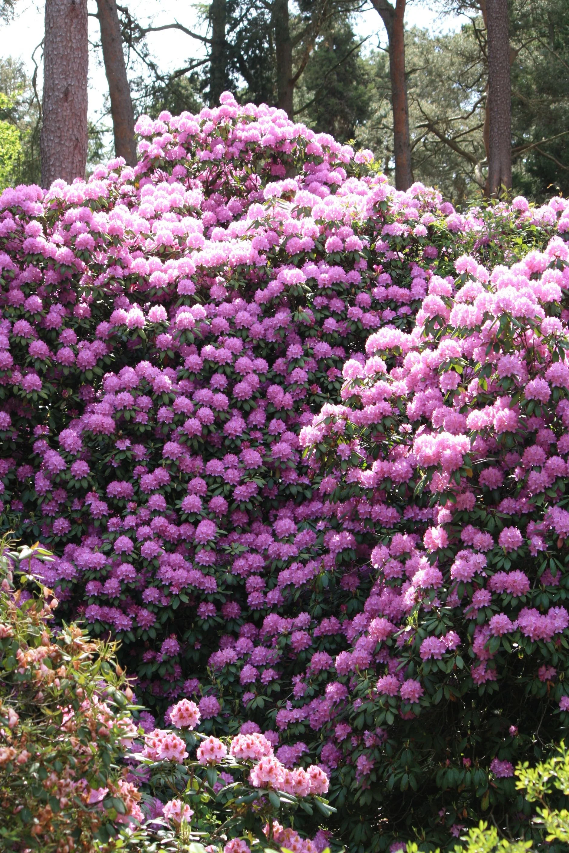 Treffen der Genbank Rhododendron