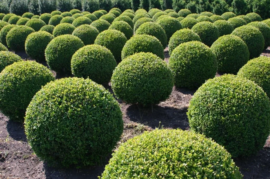 online-Vortrag:  „Kein Torf und kein Buchsbaum - geht das?“ 