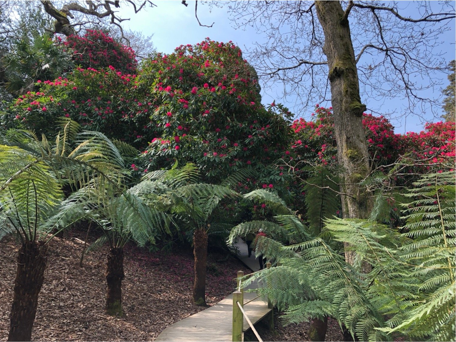 online-Vortrag: The Great Gardens of Cornwall - Wie tollkühne Pflanzenjäger exotische Pflanzen im Südwesten Englands in Dschungelgärten verwandelten