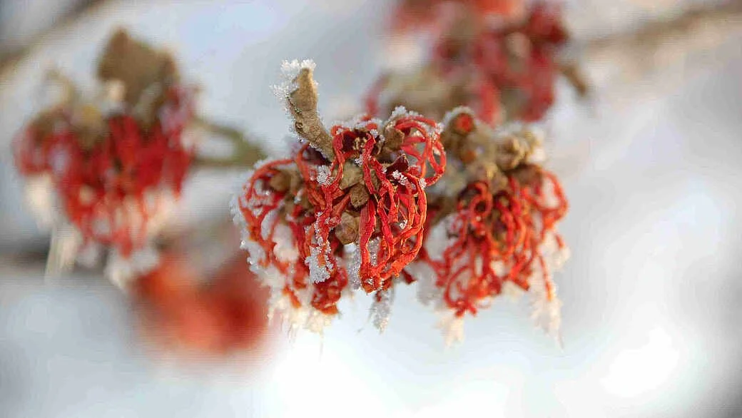 Sonderöffnung: Winterblüte im Park der Gärten